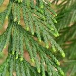 Thuja plicataBlad