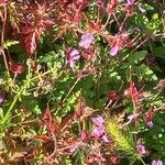 Geranium purpureum Цветок