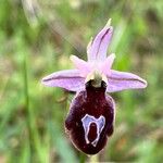 Ophrys ferrum-equinum 花