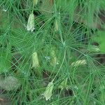 Asparagus tenuifolius পাতা