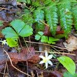 Coptis trifolia Flower