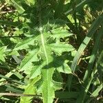 Carduus nutans Leaf