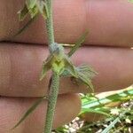 Epipactis microphylla Çiçek