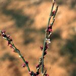 Polygonum equisetiforme 花