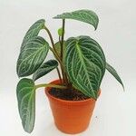 Peperomia maculosa Blad