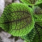 Pilea mollis Hoja