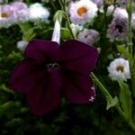 Nicotiana alata Flower