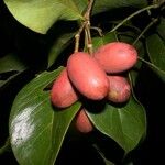 Gnetum leyboldii Fruit