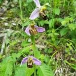 Ophrys apifera花