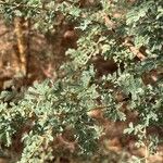 Acacia tortilis Hoja