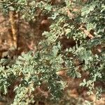 Acacia tortilis Leaf