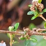 Serissa japonica Hoja