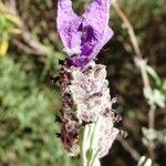 Lavandula stoechas Blüte