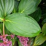 Medinilla speciosa 葉