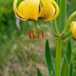 Lilium pyrenaicumKwiat