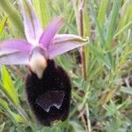 Ophrys bertolonii Квітка