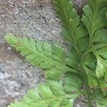 Asplenium adiantum-nigrum Blad