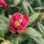 Rhododendron ferrugineum Blomma