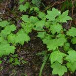 Ribes laxiflorum Hábito