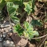 Malva nicaeensis Blad