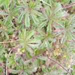 Potentilla heptaphylla Ліст