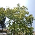 Ehretia acuminata Vatany