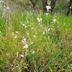 Asphodelus fistulosus 形態