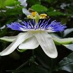 Passiflora caerulea Квітка