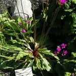 Primula pauciflora Plante entière