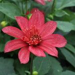 Dahlia spp. Λουλούδι