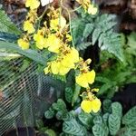 Oncidium altissimum പുഷ്പം