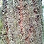 Pseudotsuga menziesii Kéreg/szár