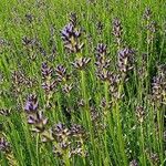 Lavandula angustifolia 整株植物