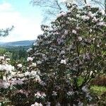 Rhododendron campanulatum Natur