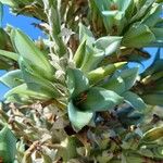 Puya alpestris