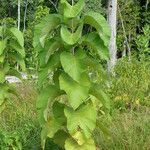 Tectona grandis Leaf