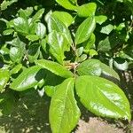 Viburnum suspensum Leaf