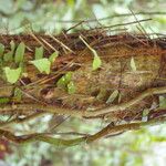 Cryosophila guagara Bark