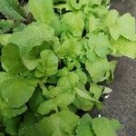 Raphanus sativus 葉