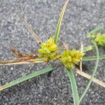 Carex pumila Фрукт