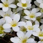 Saxifraga hypnoides Floare