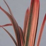 Phormium tenax Fuelha