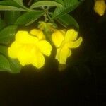 Allamanda cathartica Квітка