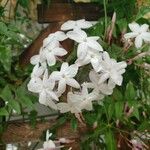 Jasminum polyanthum Květ