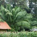 Elaeis oleifera Hoja