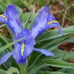 Iris xiphium Flower