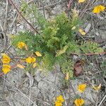 Hypecoum procumbens Leaf