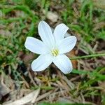 Sparaxis bulbifera Fleur