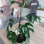 Monstera minima Folha