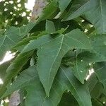 Liquidambar formosana Blad